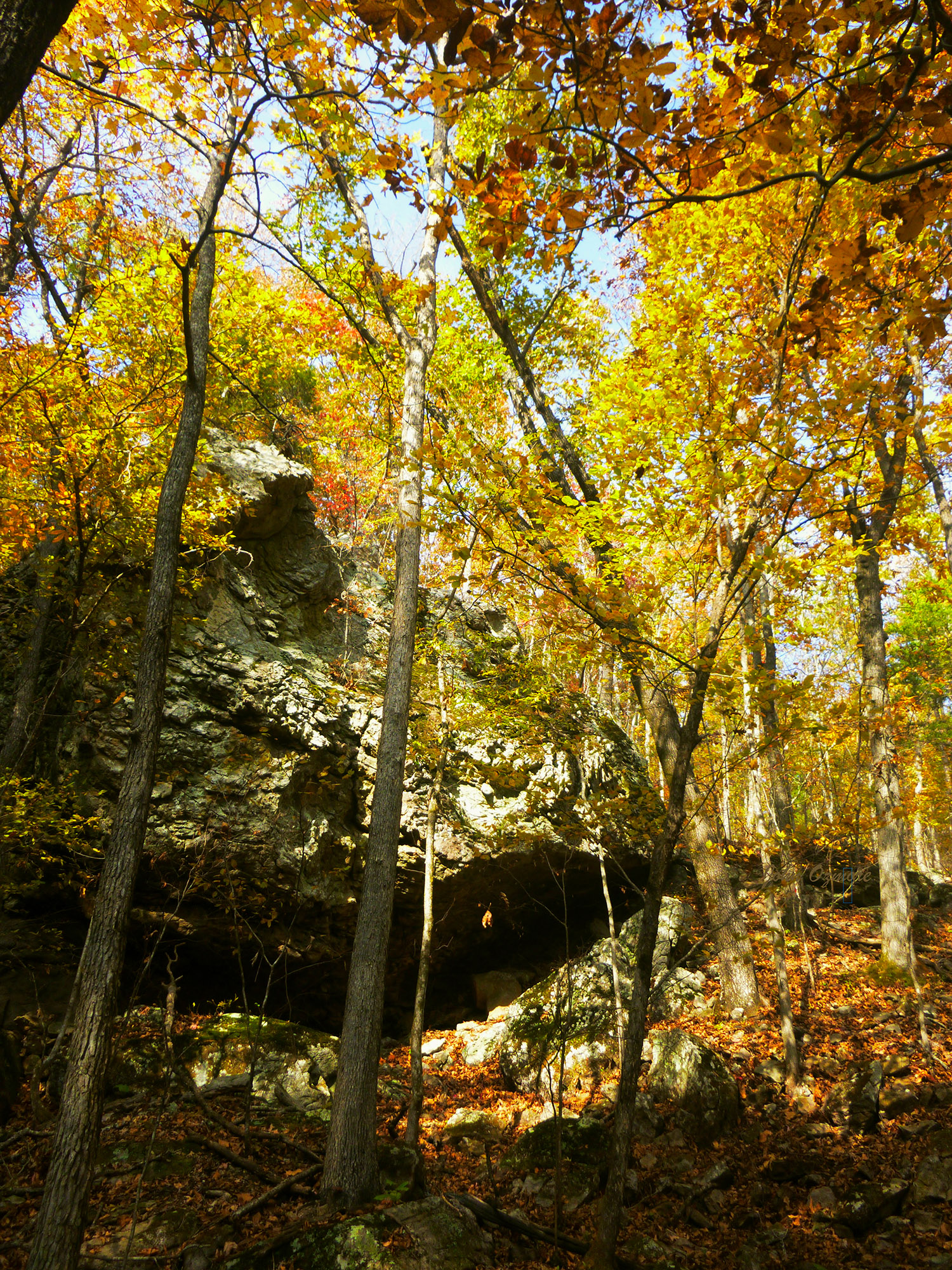 Golden Display of Fall Leaves